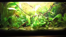 Aquarium 1 1/2 Wochen