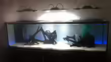 Aquarium 1