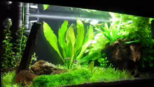 Aquarium 112Ltr. Tropenbecken -nur noch als Beispiel-