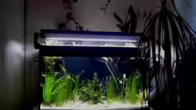 Aquarium 180 Liter Juwel Perlhuhnbecken