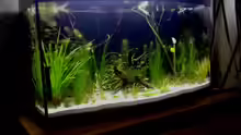 Aquarium 180 Liter Juwel Perlhuhnbecken