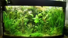 Aquarium 180 Liter Juwel Perlhuhnbecken