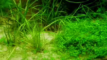 Aquarium 180 Liter Juwel Perlhuhnbecken