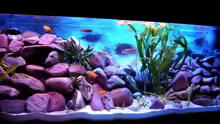 Aquarium 375L Mbuna - nur noch als Beispiel -