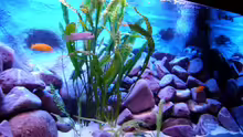 Aquarium 375L Mbuna - nur noch als Beispiel -