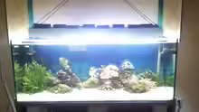 Aquarium 450l Meerwasser