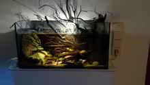 Aquarium 54 l Wurzelbiotop