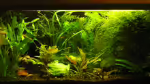 Aquarium 54 Liter