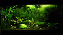 Aquarium 54 Liter