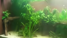 Aquarium 650L Holzaquarium