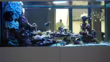 Aquarium 800l