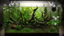Aquarium 80l Naturaquarium
