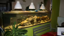 Aquarium 900l Malawi Raumteiler