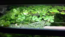 Aquarium 90L Sonnensturm