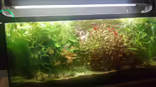 Aquarium 90L Sonnensturm