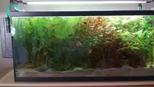 Aquarium 90L Sonnensturm