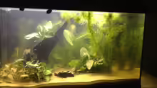 Aquarium A small one for the little one (aufgelöst)