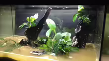 Aquarium A small one for the little one (aufgelöst)