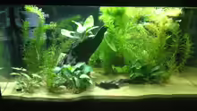 Aquarium A small one for the little one (aufgelöst)