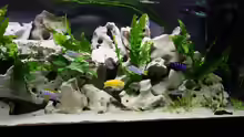 Aquarium @ce`s 325 L