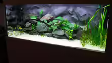 Aquarium @ce`s 325 L
