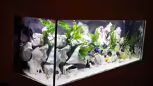 Aquarium @ce`s 325 L