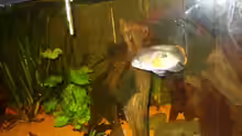 Aquarium Aequidens rivulatus