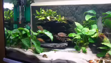 Aquarium Aestuarium Tanganicanum