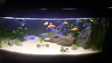 Aquarium African Tank Pl.Mdoka