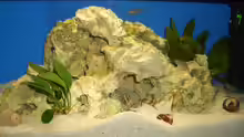 Aquarium Afrika