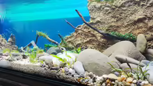 Aquarium Aliran