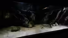Aquarium Altum Wurzelbiotop