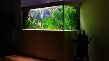Aquarium Altum