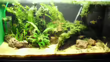 Aquarium Amazon Inspire