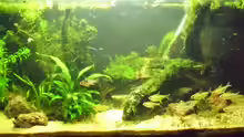 Aquarium Amazon Inspire