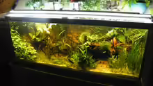 Aquarium ~Amazonas~ Amano-Stil