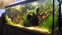 Aquarium ~Amazonas~ Amano-Stil