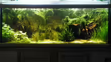 Aquarium ~Amazonas~ Amano-Stil