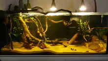 Aquarium Amazonas Aufzucht (aufgelöst)