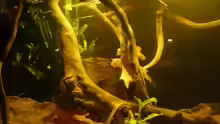 Aquarium Amazonas Aufzucht (aufgelöst)