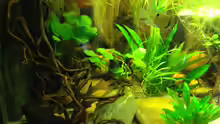Aquarium Amazonas Ecke nur noch als Beispiel