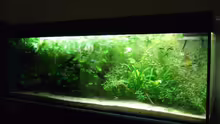 Aquarium Amazonas im Wohnzimmer