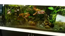Aquarium amazonas südamerika live