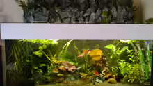 Aquarium amazonas südamerika live
