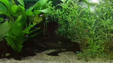Aquarium Amazonas