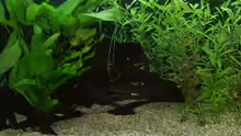 Aquarium Amazonas