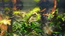 Aquarium Amazonas