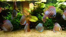 Aquarium Amazonas