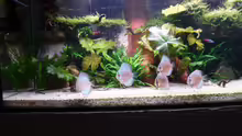 Aquarium Amazonas