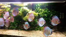 Aquarium Amazonas